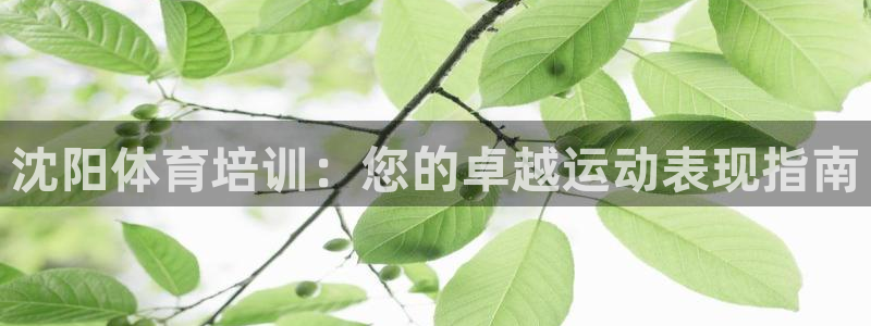 焦点娱乐传媒有限公司是干嘛的啊：沈阳体育培训：您的卓