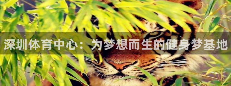 焦点娱乐官方网站首页入口下载：深圳体育中心：为梦想而生的健身